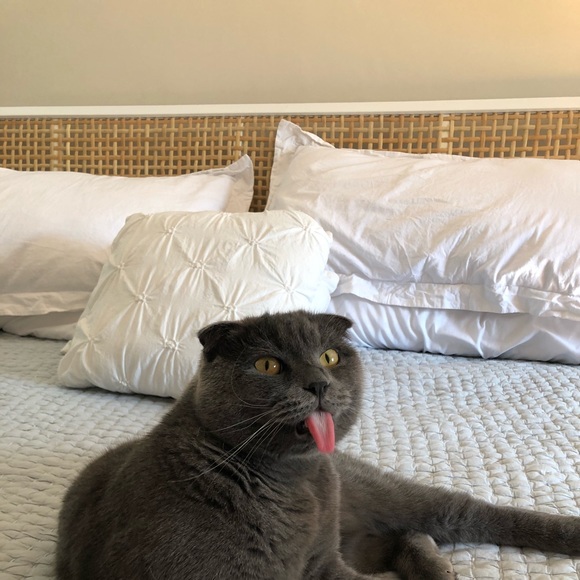 Meet your Posher, Maggie - Picture 1 of 1